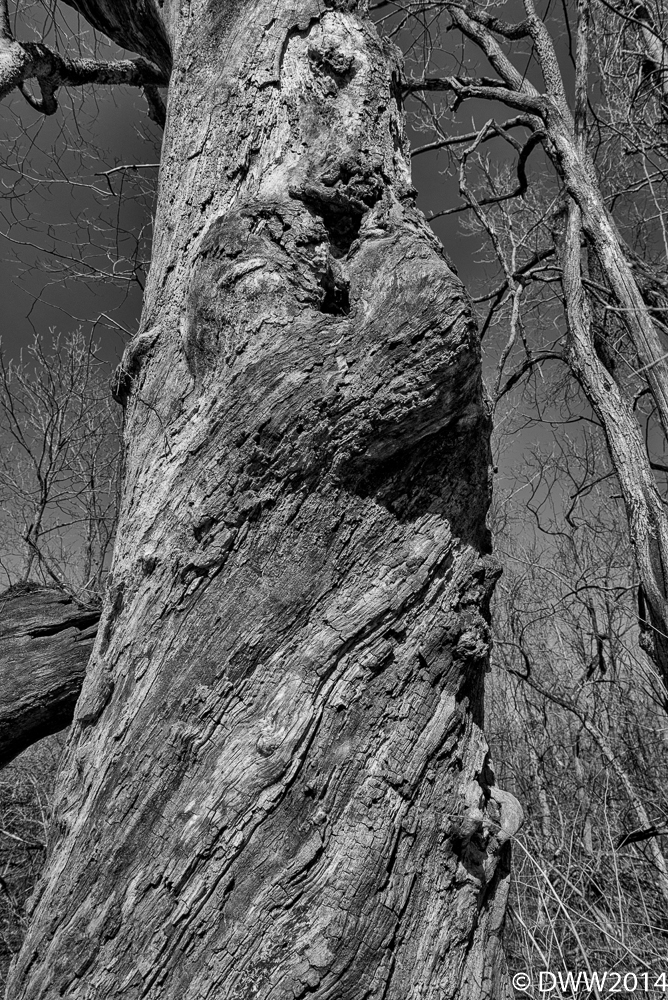 Dead Giant (1 of 1).jpg