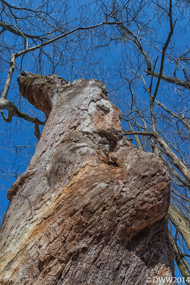 Dead Giant 2 (1 of 1).jpg