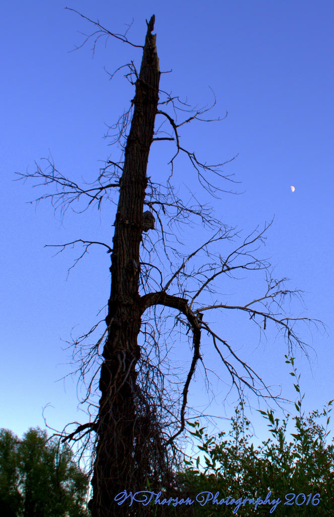 Dead Tree 8-11-2016.jpg