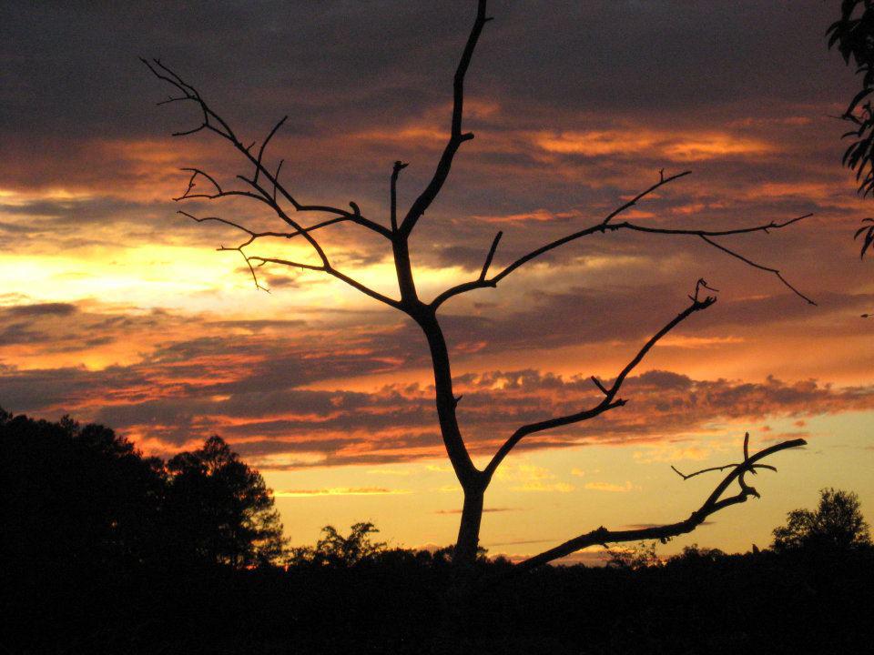 dead tree @ sunset.jpg