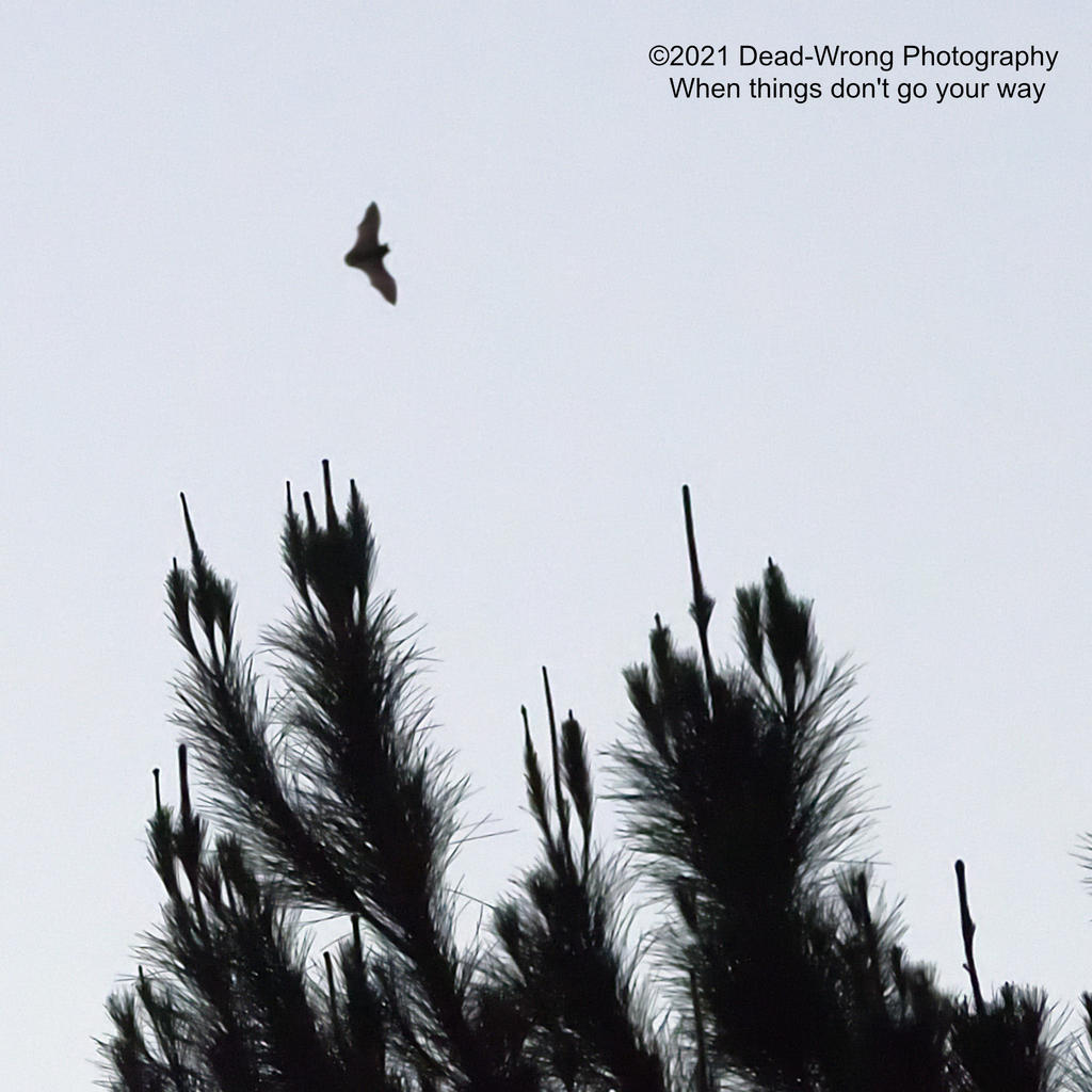 Dead Wrong bat N LR_5004824.jpg