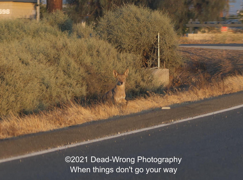 Dead wrong coyote_5004746.jpg