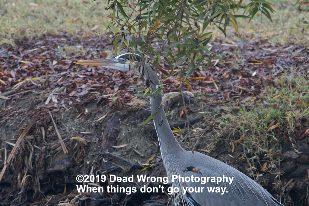 dead wrong Heron N 500_0491.jpg