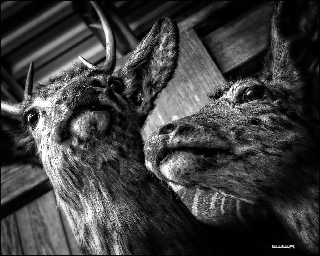 Dear Deers BWs.jpg