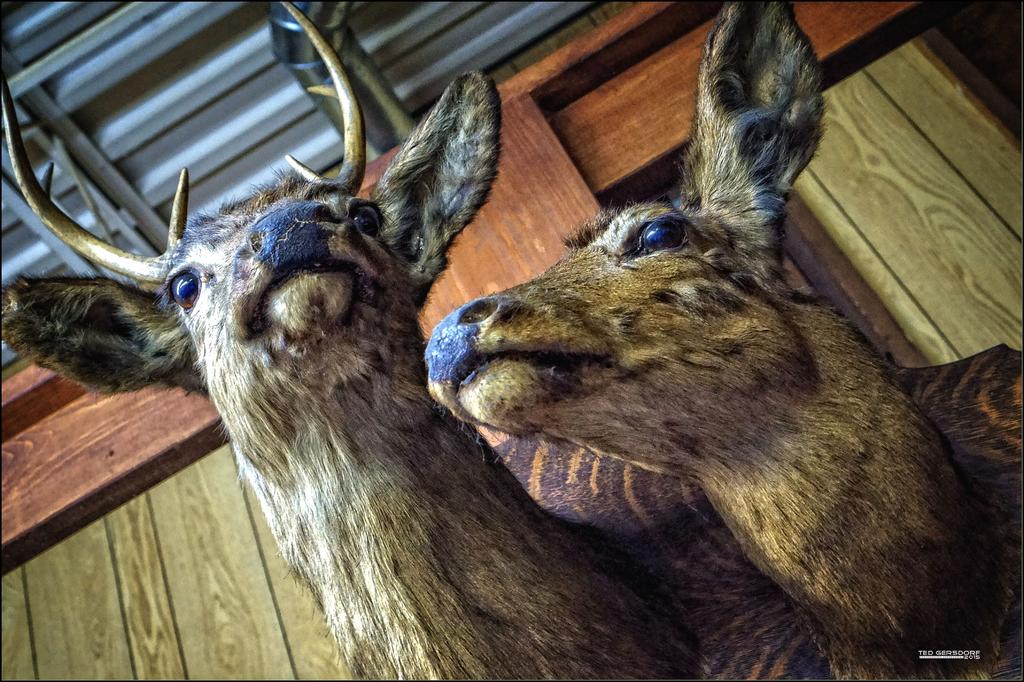 Dear Deers.jpg