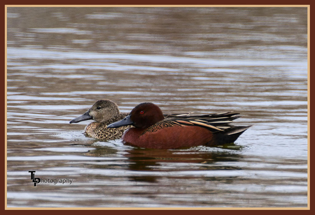 DEay 88 Cinnamon Teal.jpg