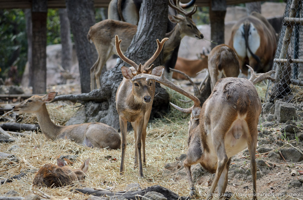 deer-1.jpg