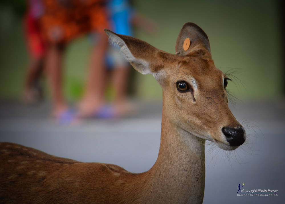 deer-1.jpg