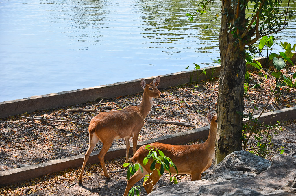 deer-1.jpg