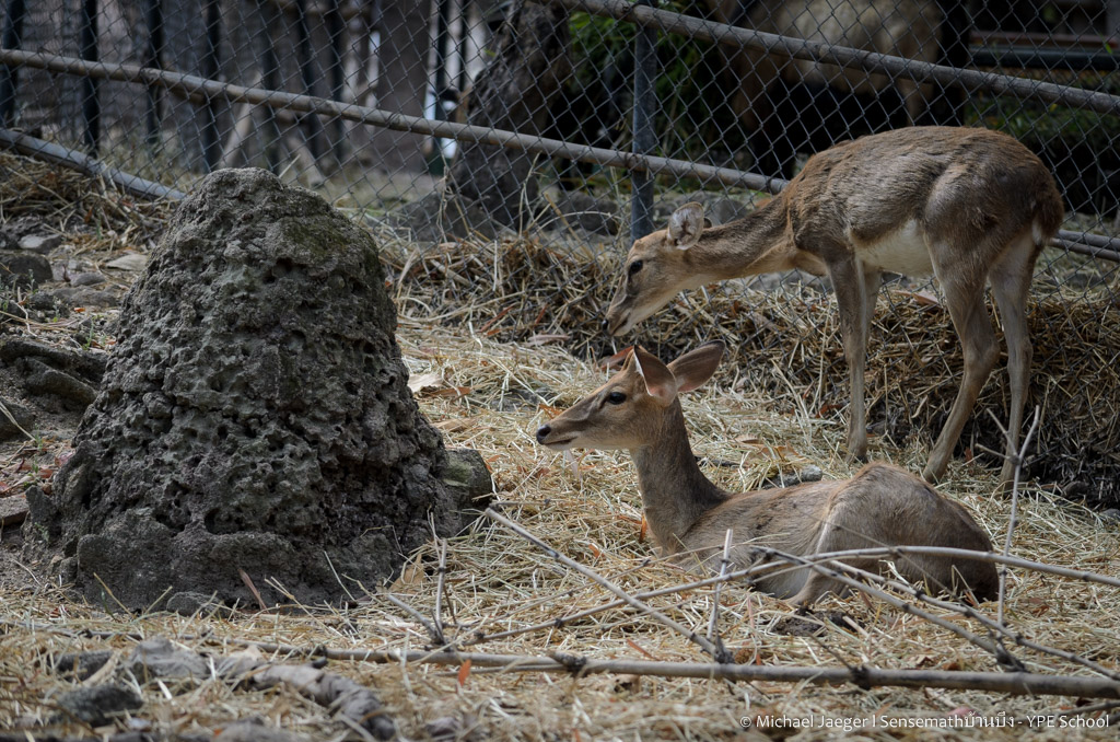deer-2.jpg