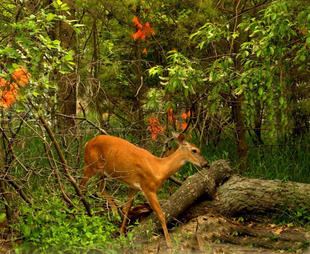 deer 2.jpg