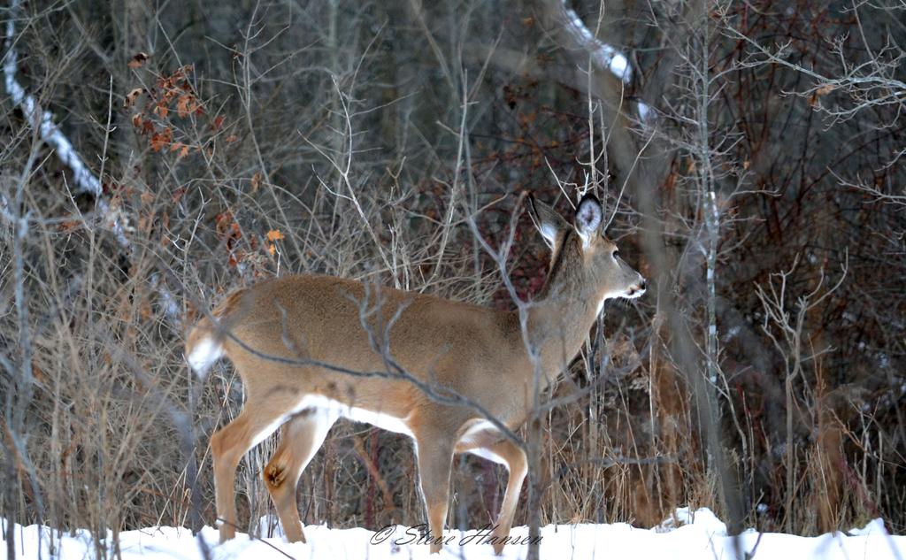 deer 2.jpg