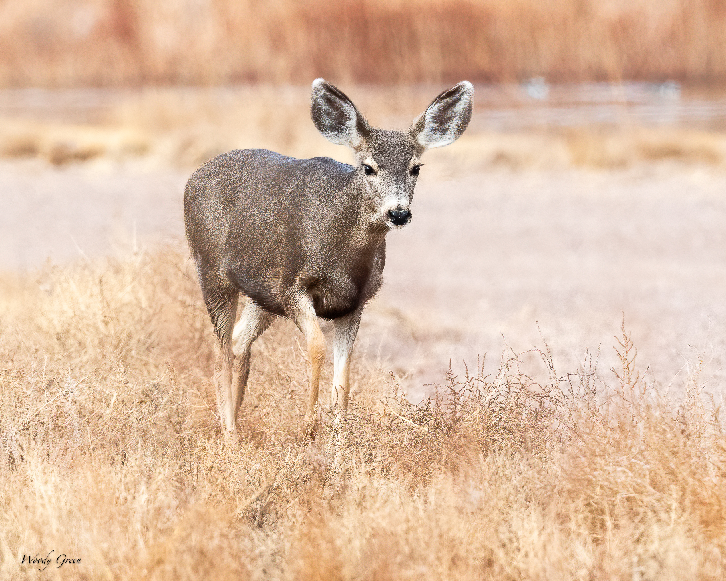 Deer-255.jpg