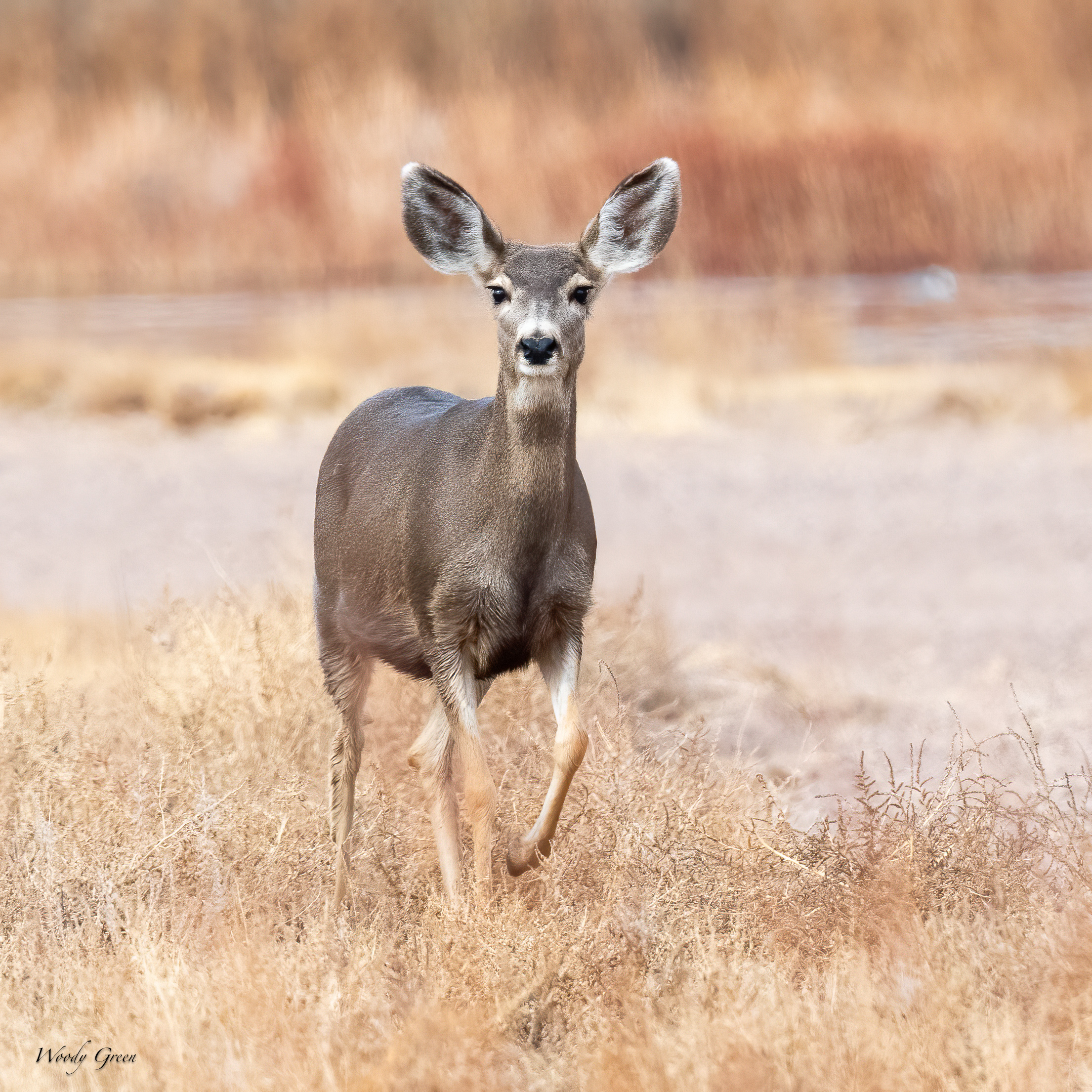 Deer-256.jpg