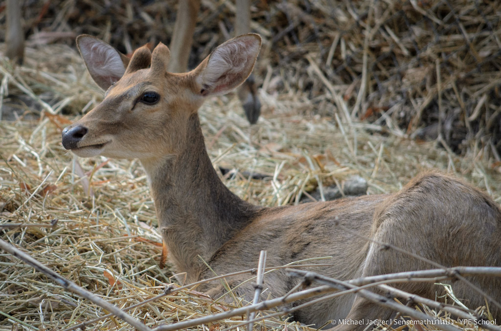 deer-3.jpg