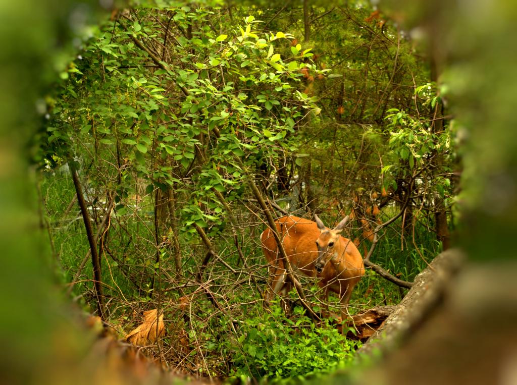 Deer  depth.jpg