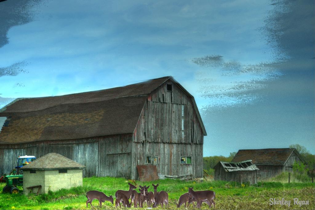 Deer herd