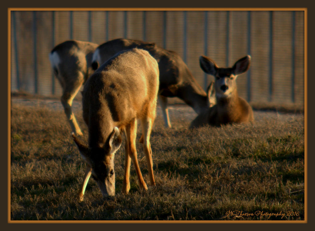 Deer in Freeport #2 2-23-2016.jpg