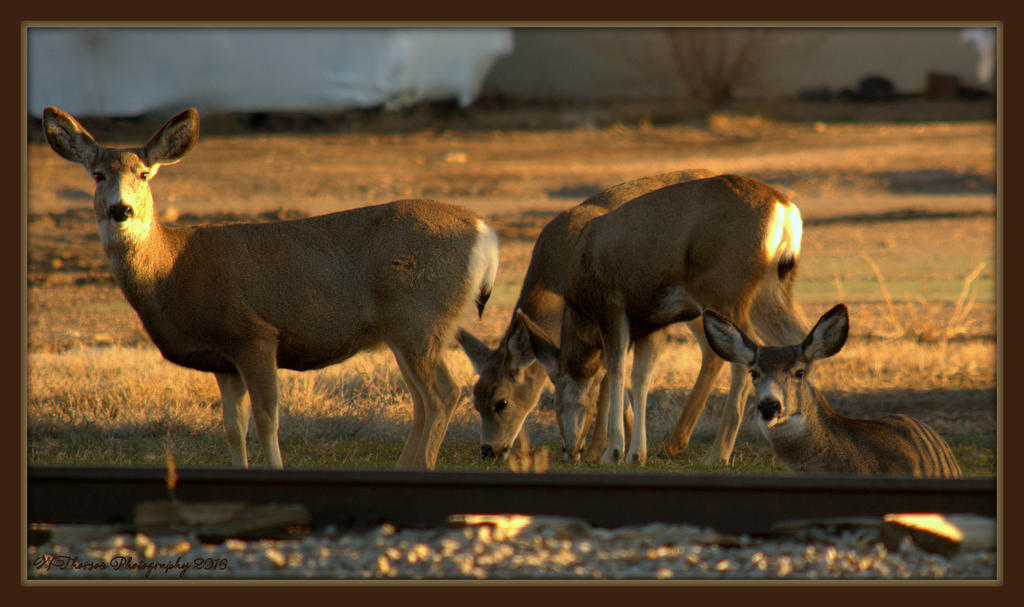Deer in Freeport 2-23-2016.jpg