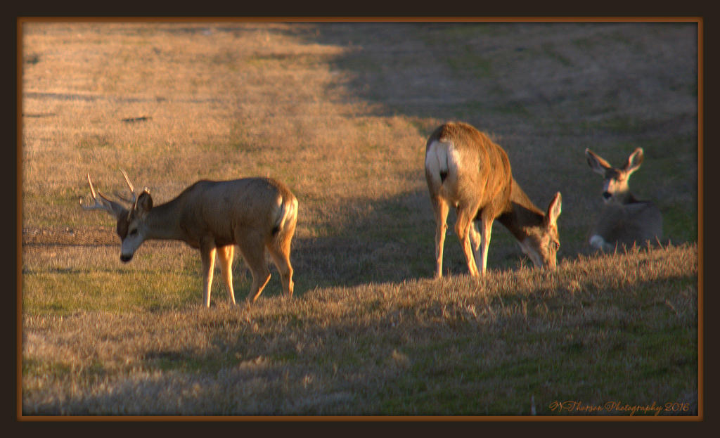 Deer in Freeport #3 2-23-2016.jpg
