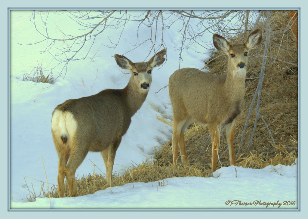 Deer in Porterville 2-13-2016.jpg