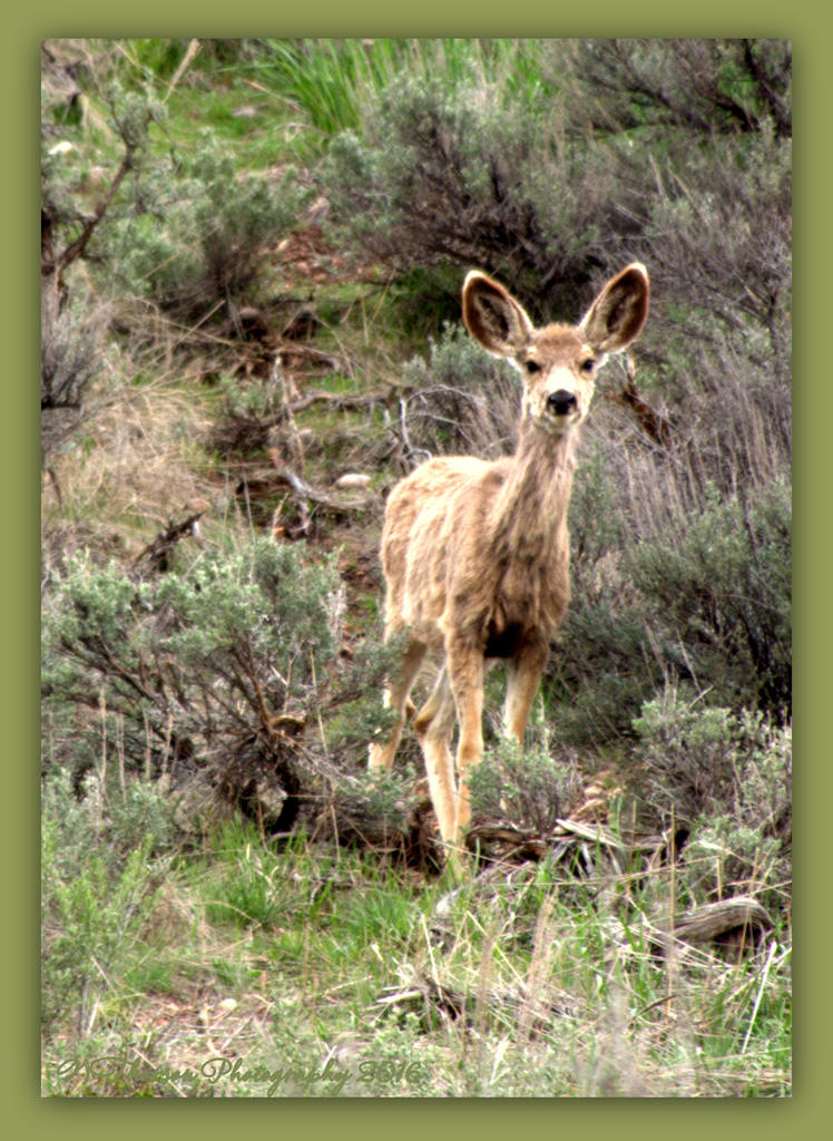 Deer in the Sagebrush #2 4-16-2016.jpg
