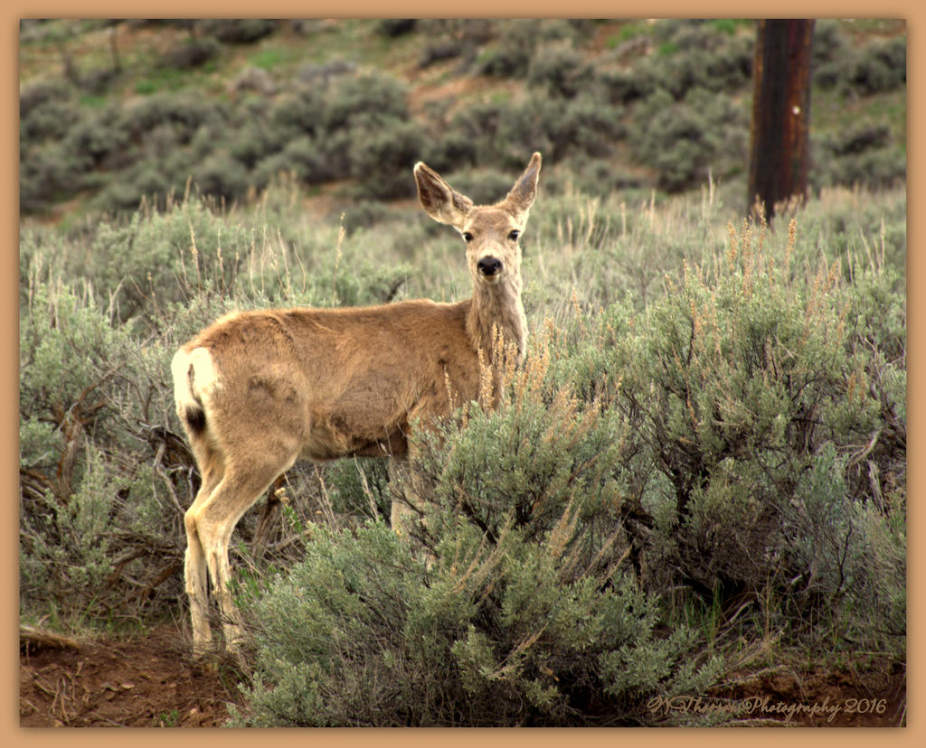 Deer in the Sagebrush 4-16-2016.jpg