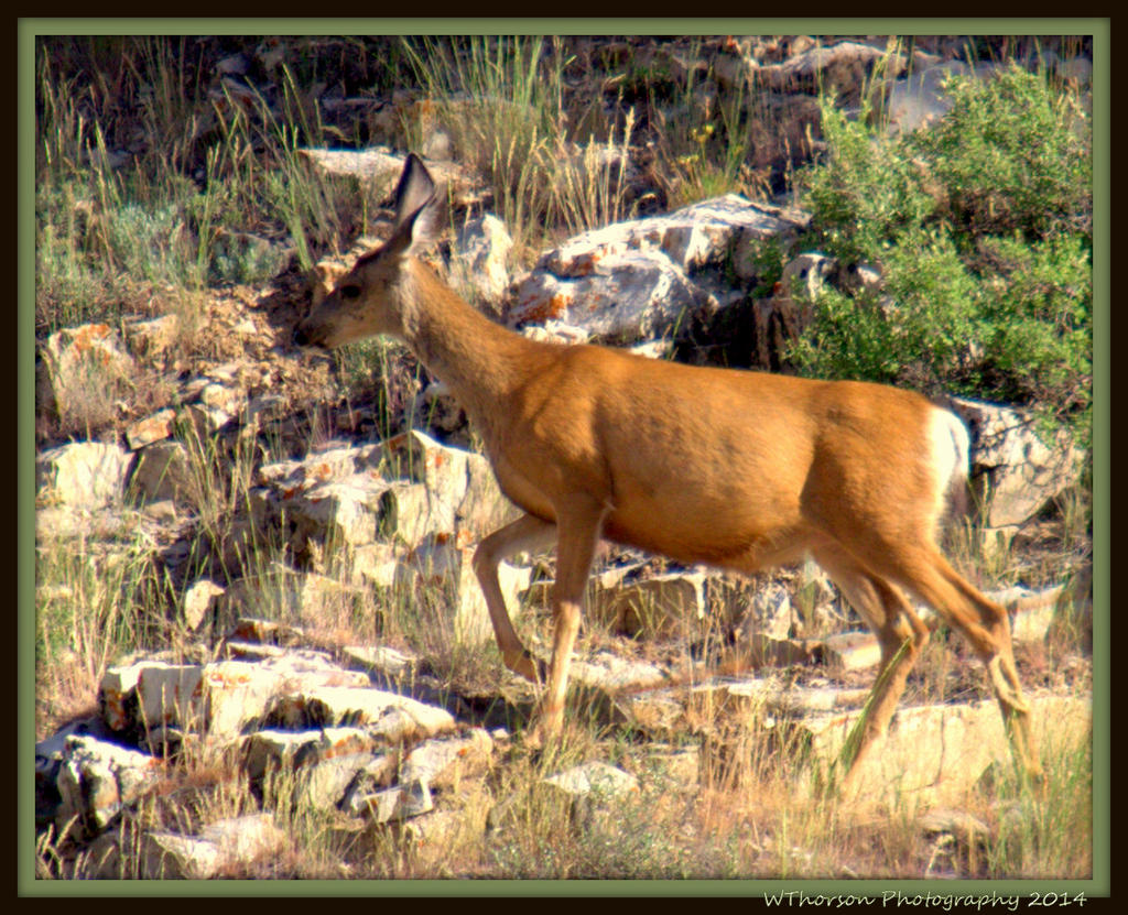 Deer in Weber Canyon.jpg