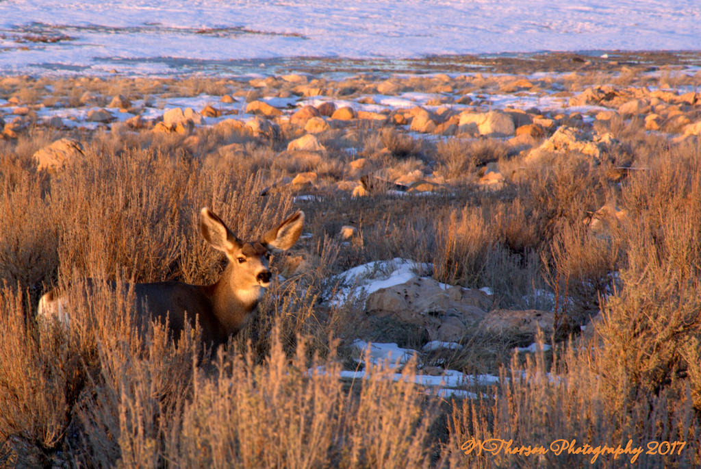 Deer on Antelope Island 1-14-2017.jpg
