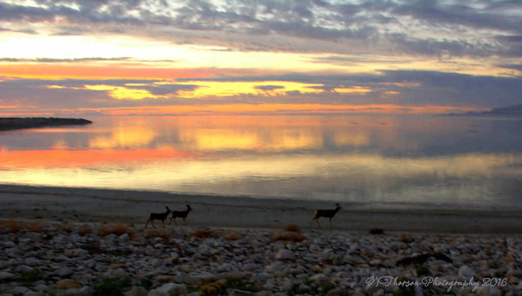 Deer on the Beach 11-12-2016.jpg
