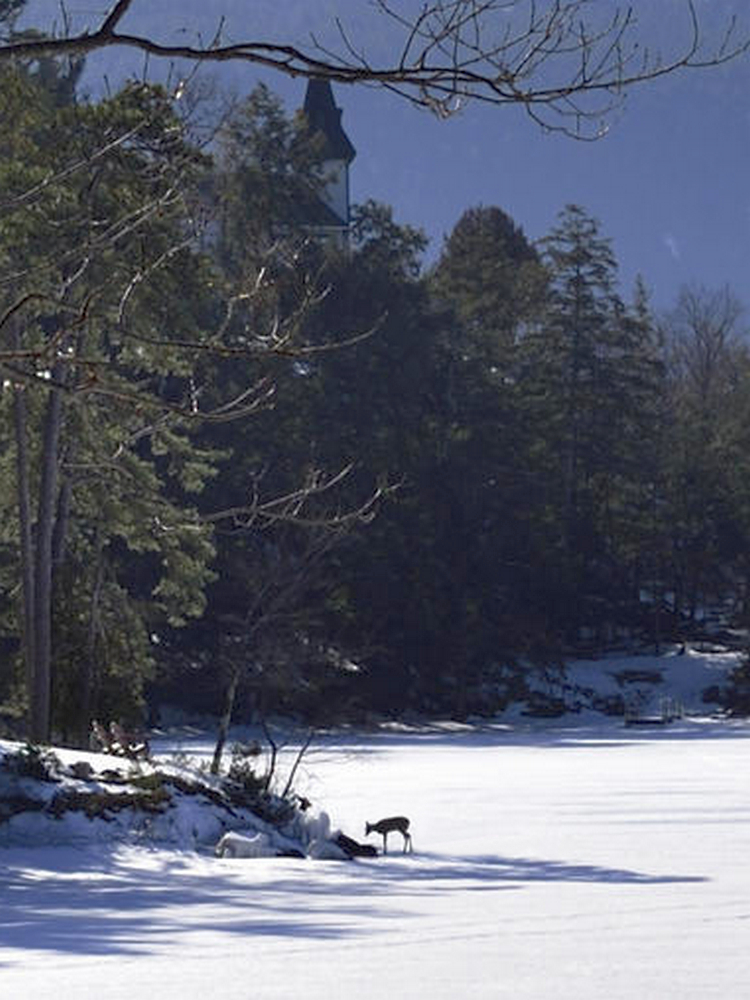 deer on the ice.jpg