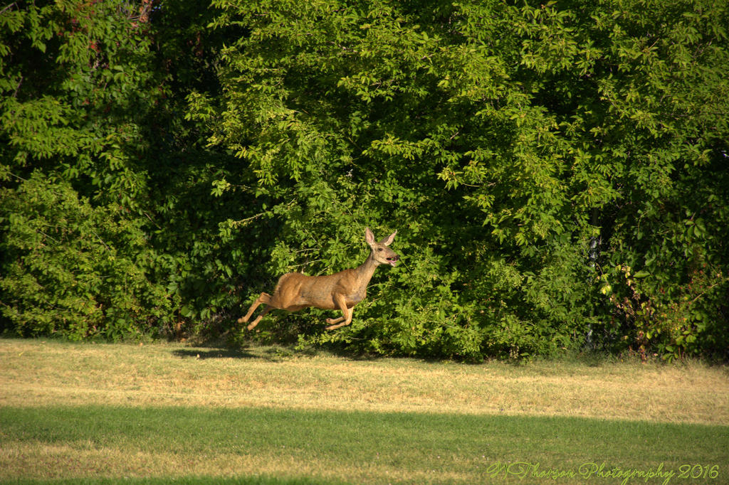Deer on the Playground #1 8-29-2016.jpg