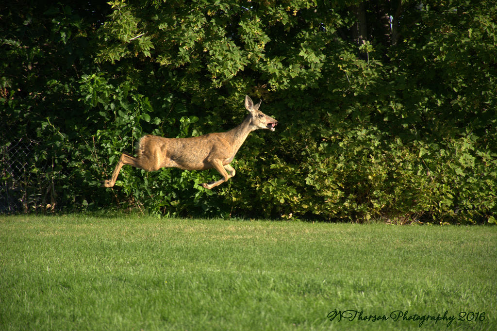 Deer on the Playground #2 8-29-2016.jpg
