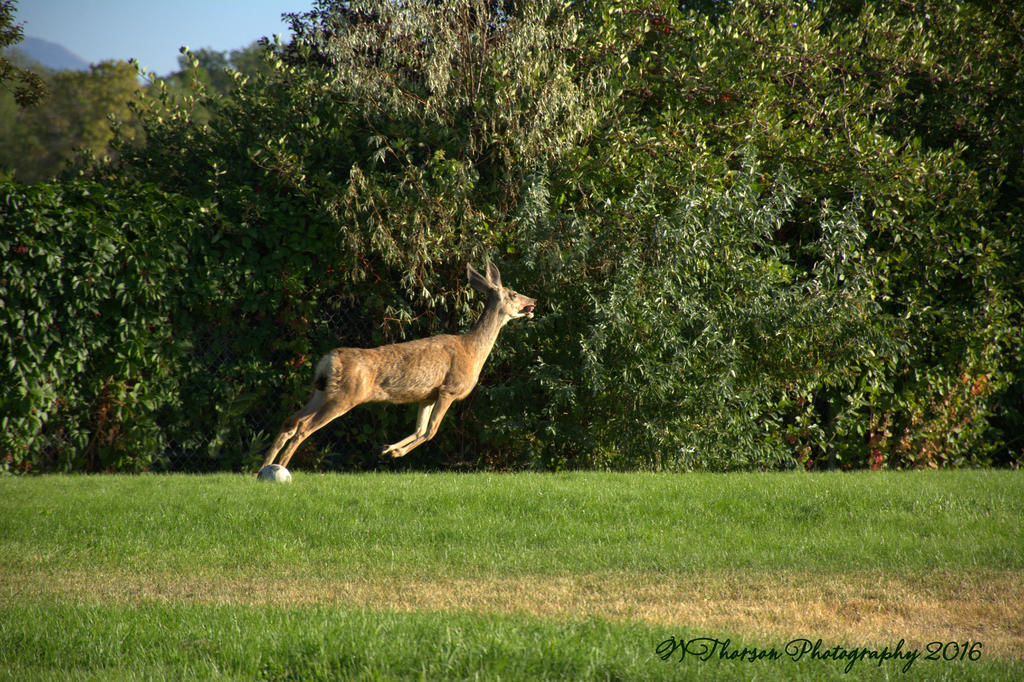 Deer on the Playground #3 8-29-2016.jpg