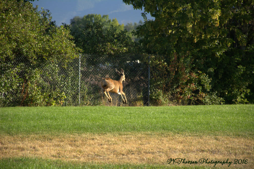 Deer on the Playground #4 8-29-2016.jpg