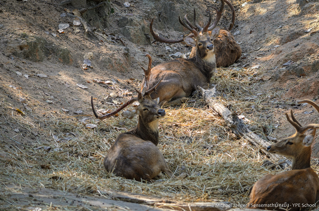deer3-1.jpg