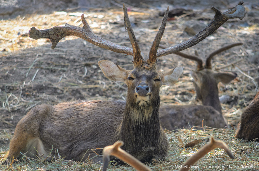 deer3-2.jpg