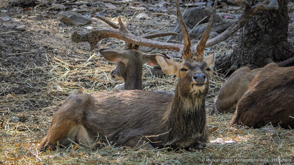deer3-3.jpg