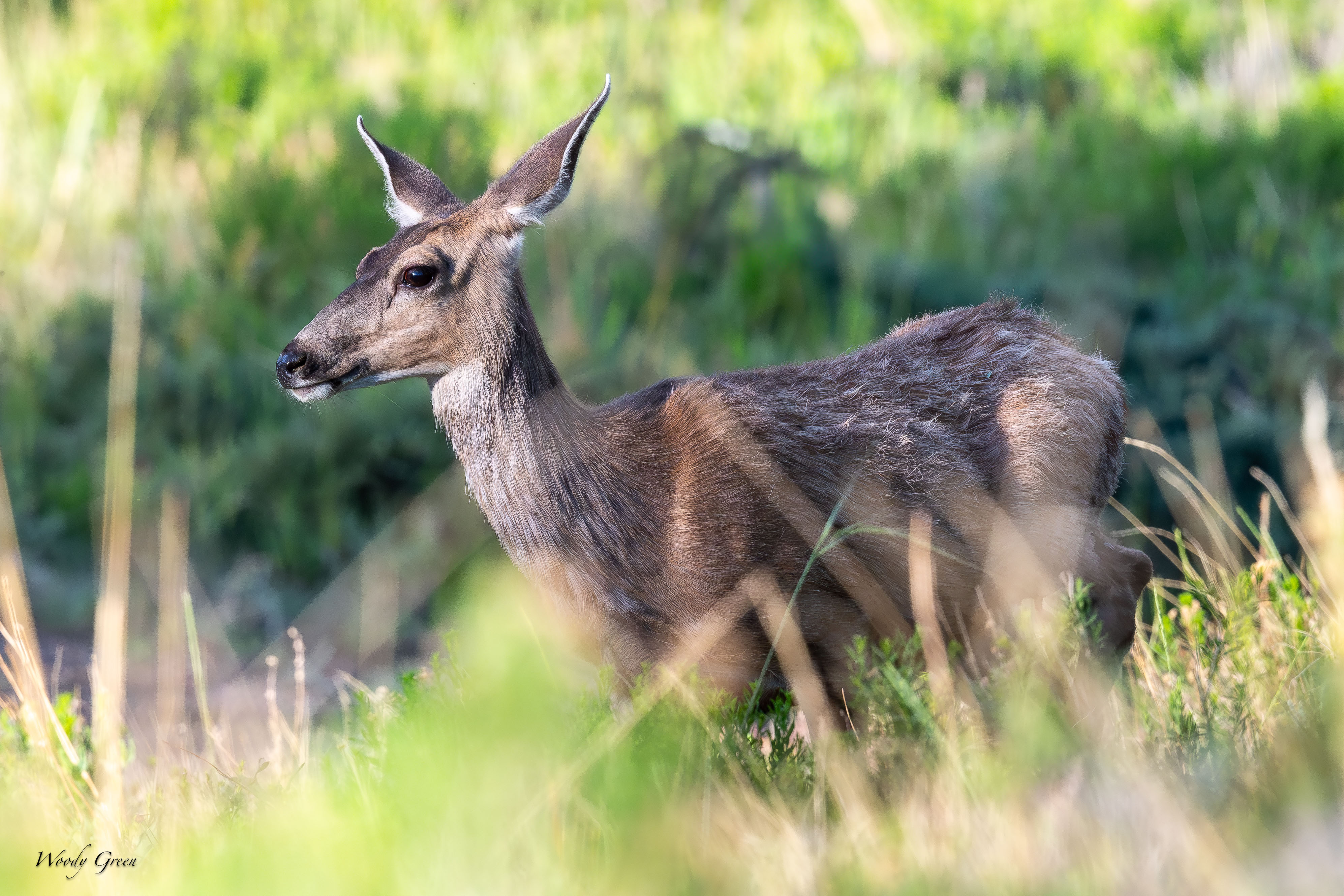 DeerGrass-122.jpg