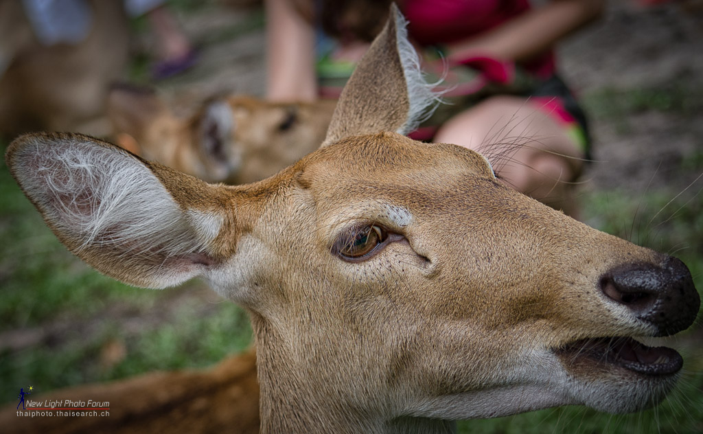 deerhead.jpg