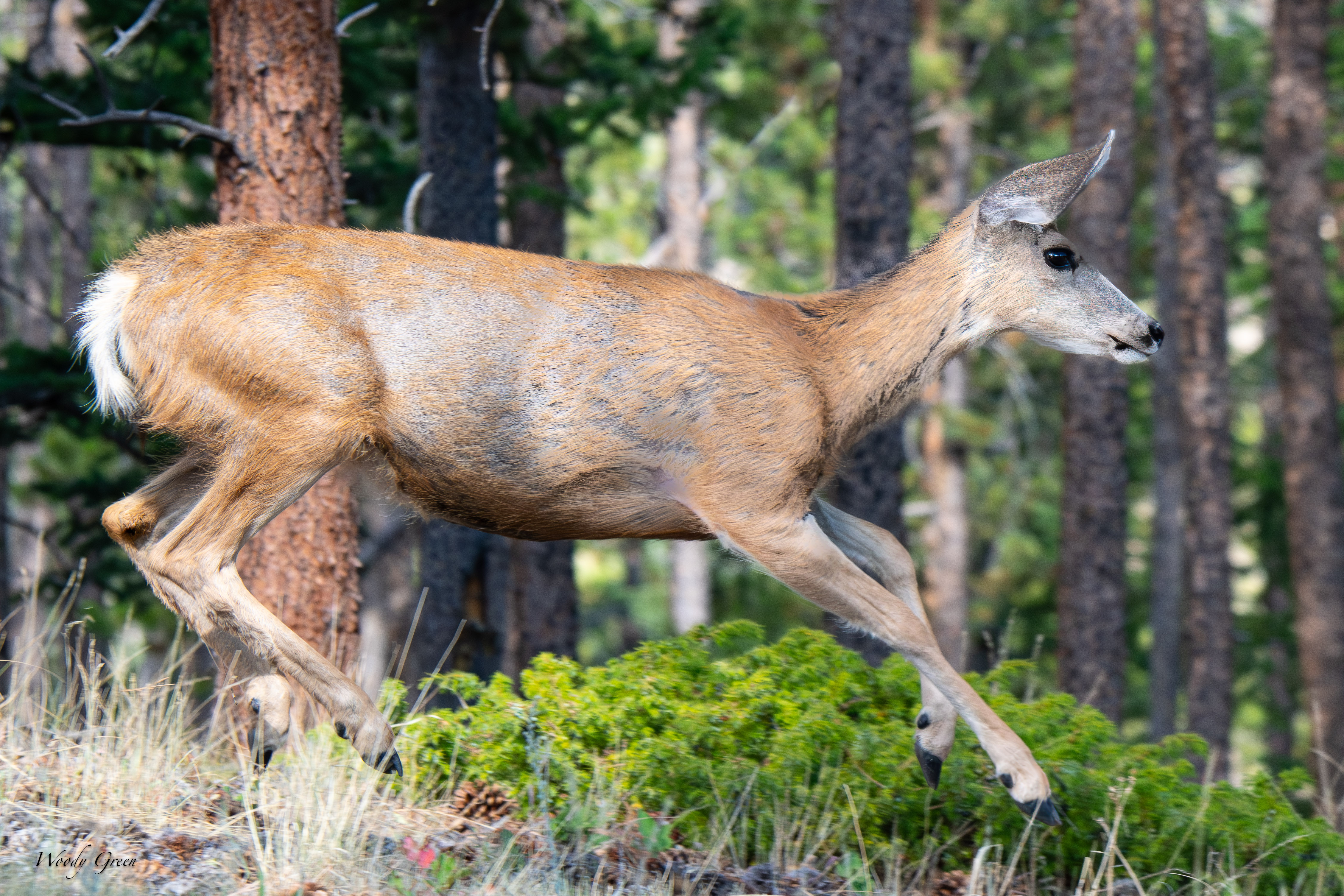 DeerRunning-105.jpg