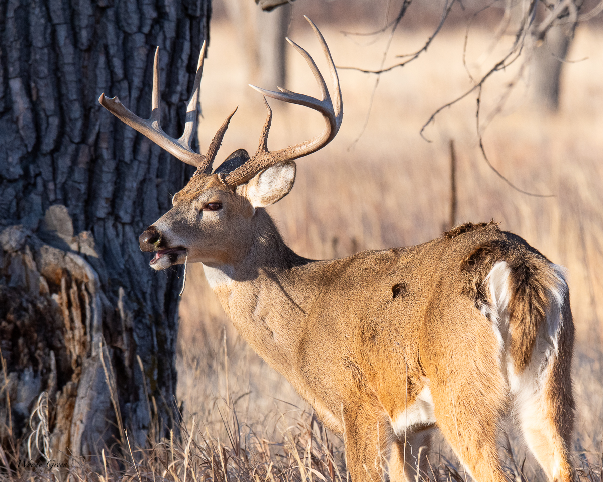 DeerStick-182.jpg