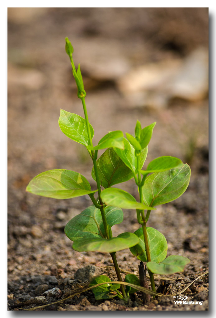 delicate-nature--2.jpg