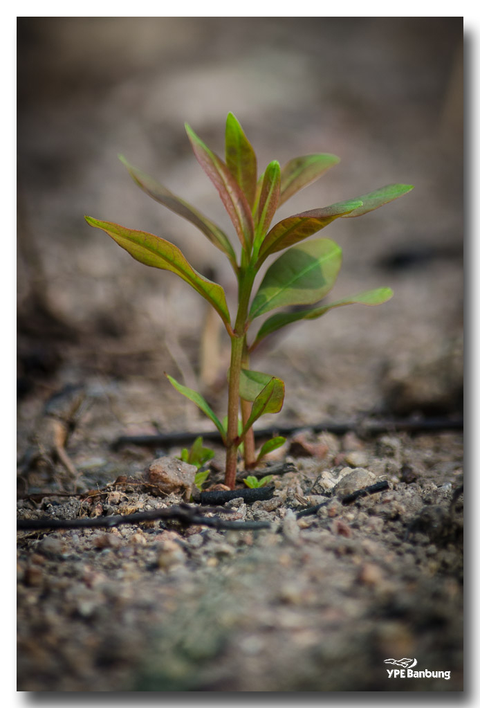 delicate-nature--3.jpg
