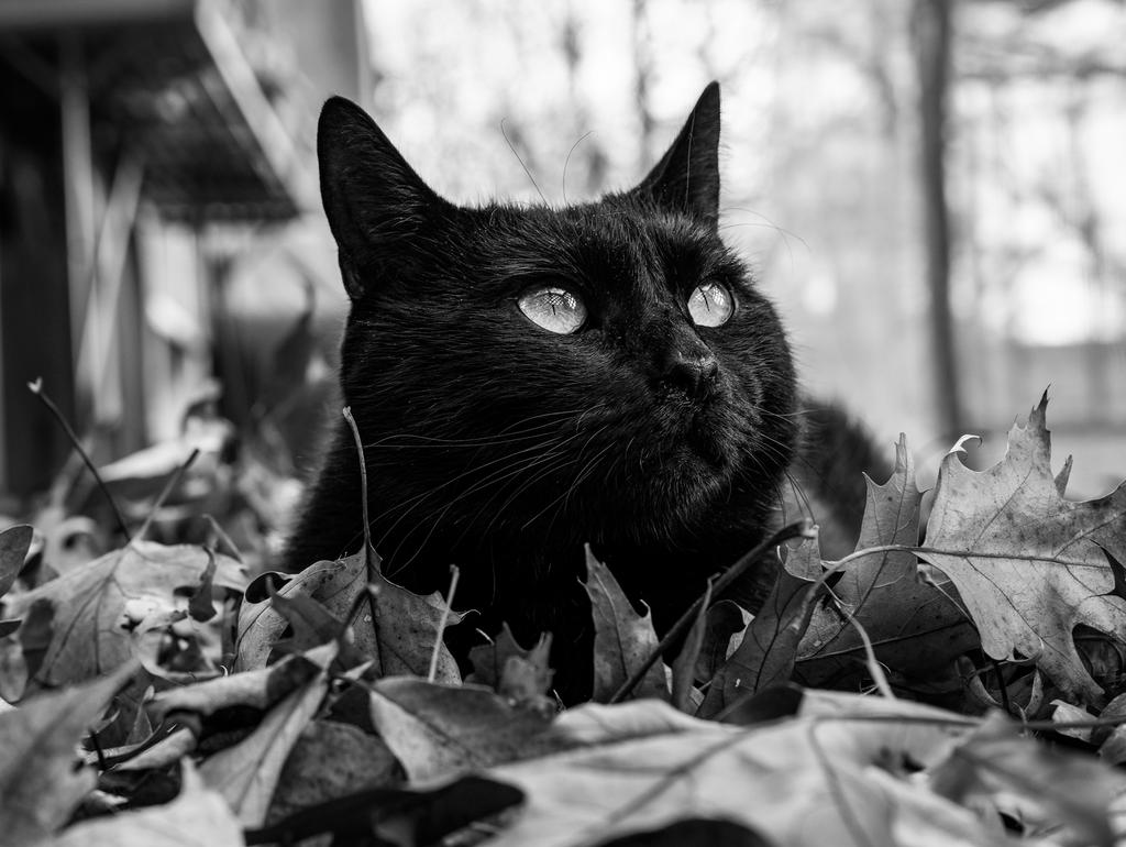 Dell in Leaves 2  BW (1 of 1).jpg