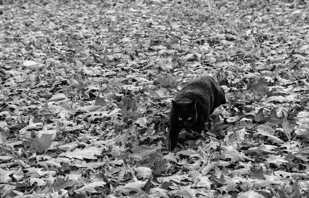 Dell in Leaves BW (1 of 1).jpg