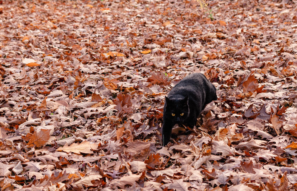 Dell in Leaves color (1 of 1).jpg
