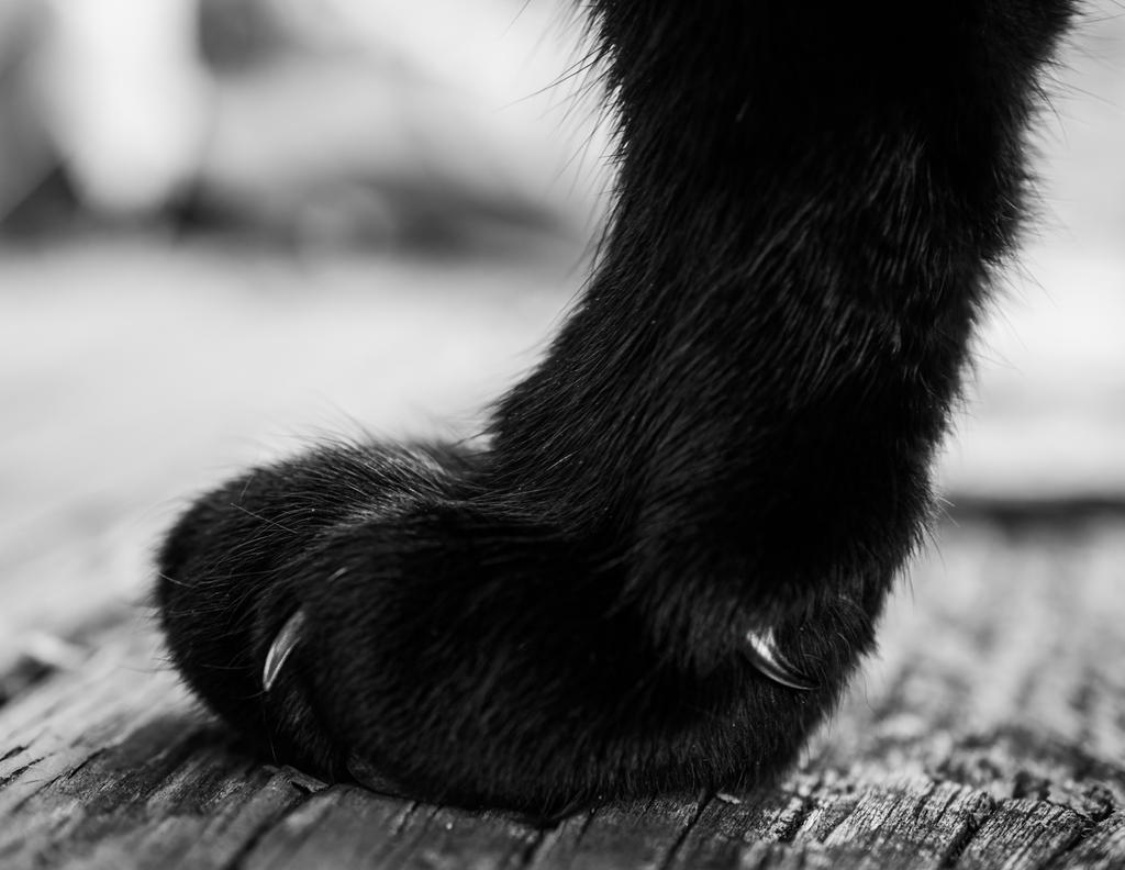 Dell Leg 1 (1 of 1).jpg