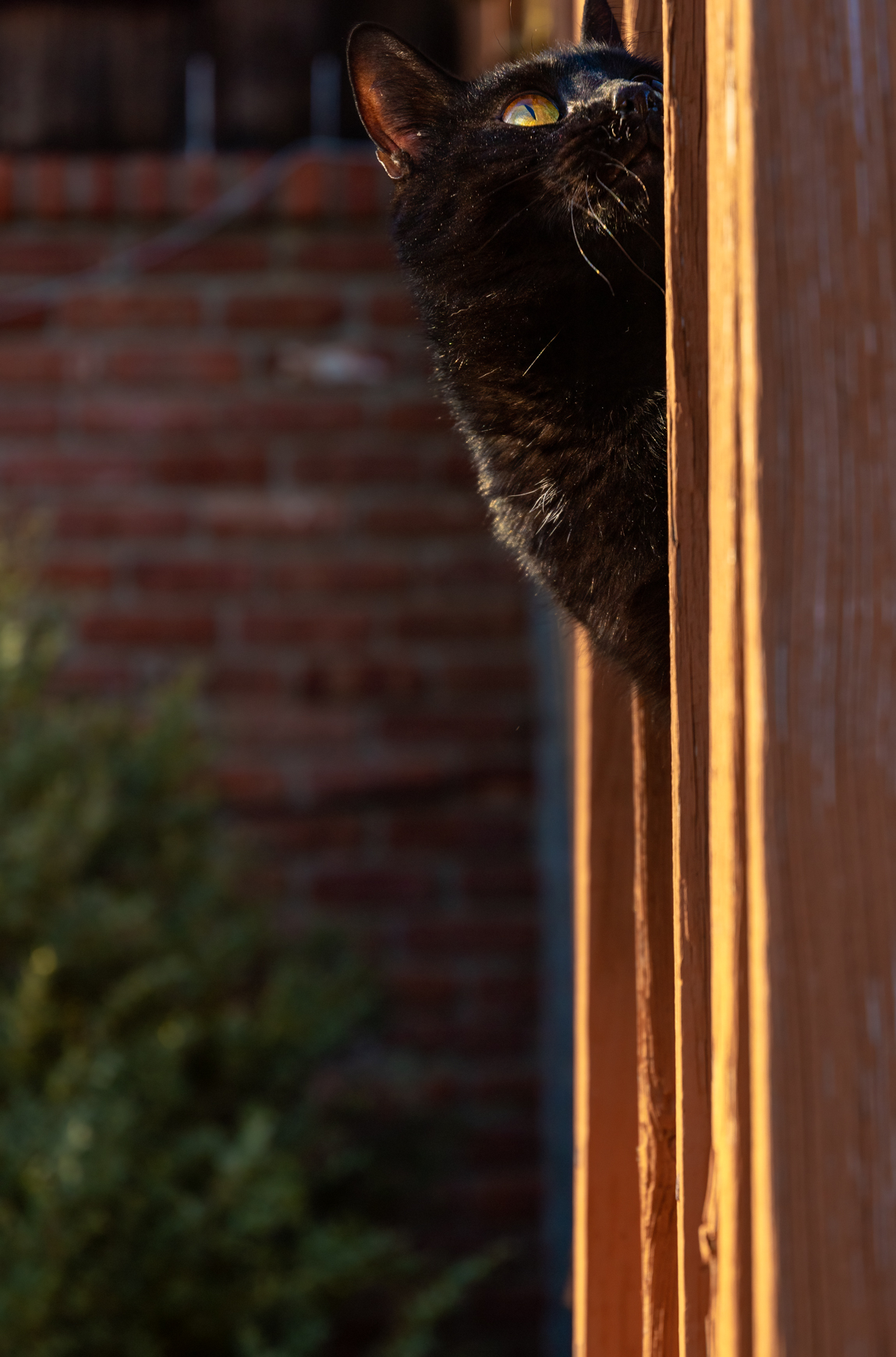 Dell Looks Out 2 (1 of 1).jpg