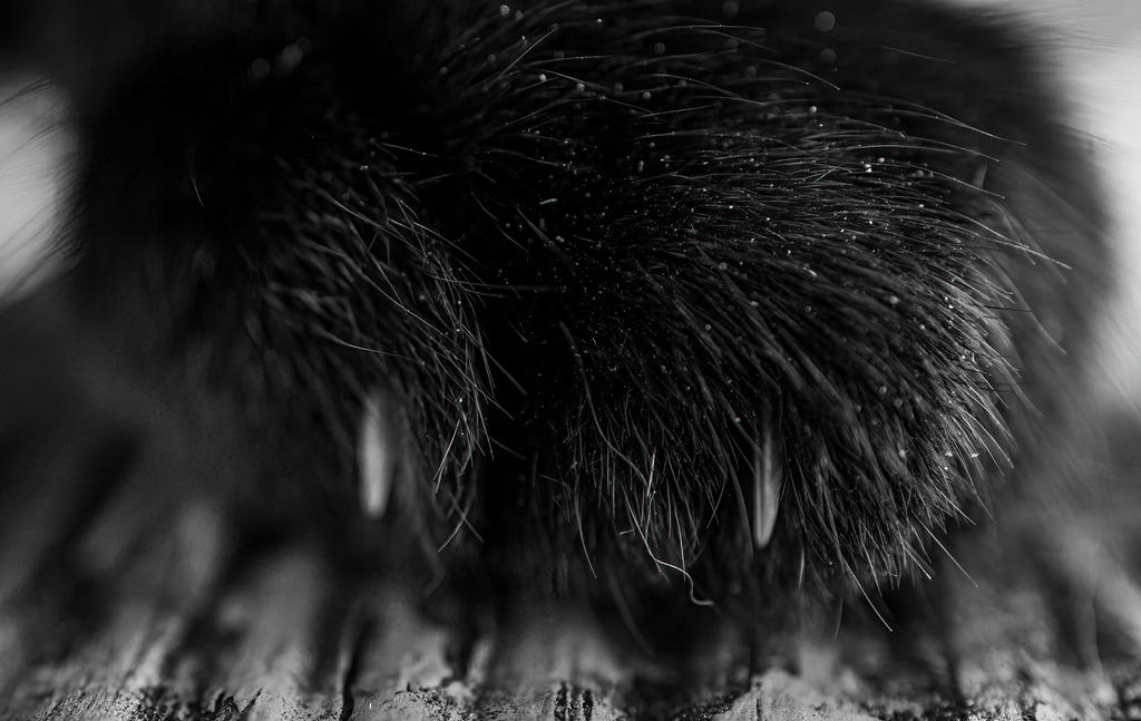 Dell Paw 1 (1 of 1).jpg